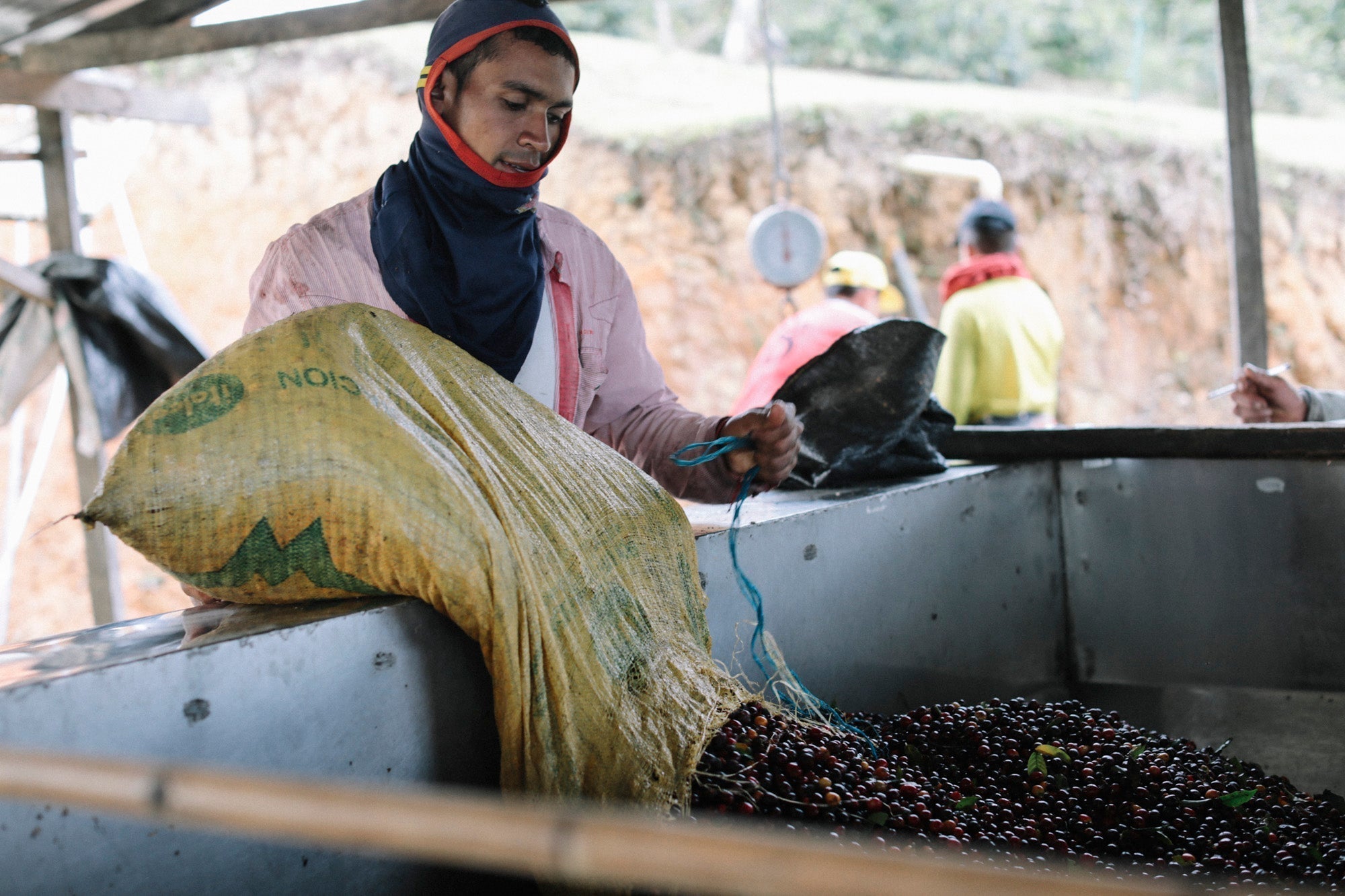A worker pours freshly picked coffee cherries into a tank at a wet mill in Acevedo, Huila.