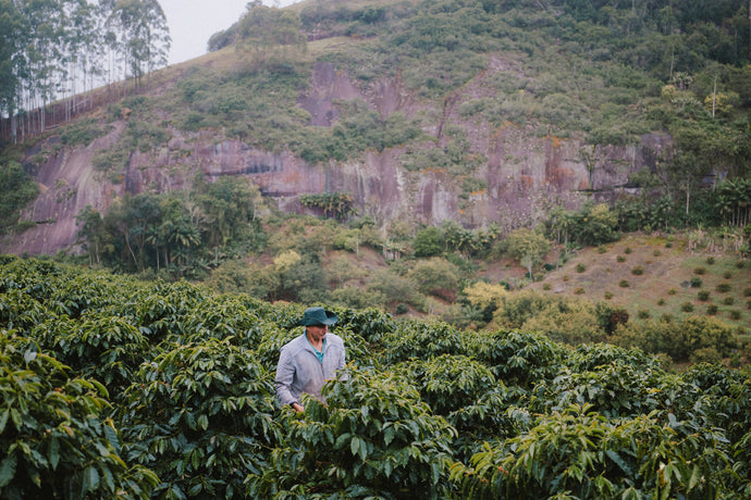 Origin Spotlight: Espírito Santo, Brazil