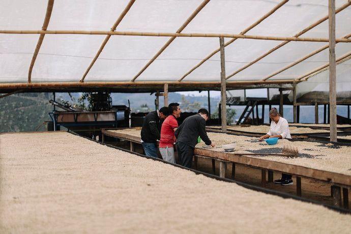Now Roasting Four Distinct Coffees from Finca Los Angeles